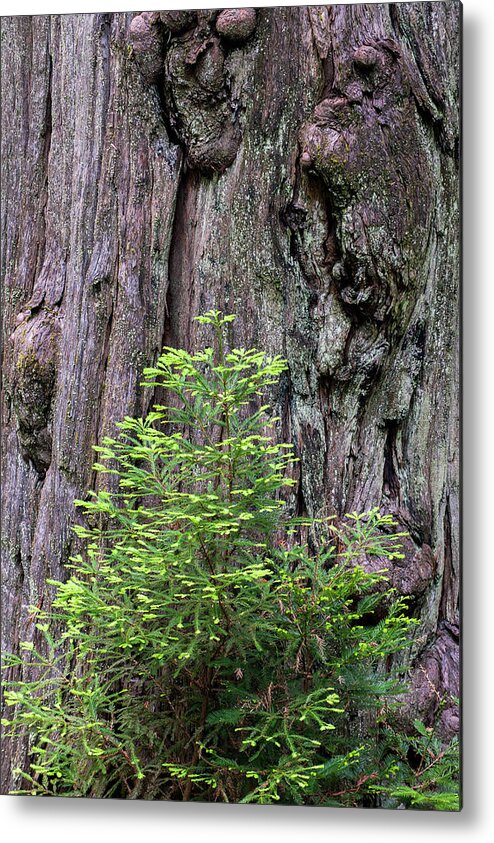 Jeff Foott Metal Print featuring the photograph Coast Redwood Growth by Jeff Foott