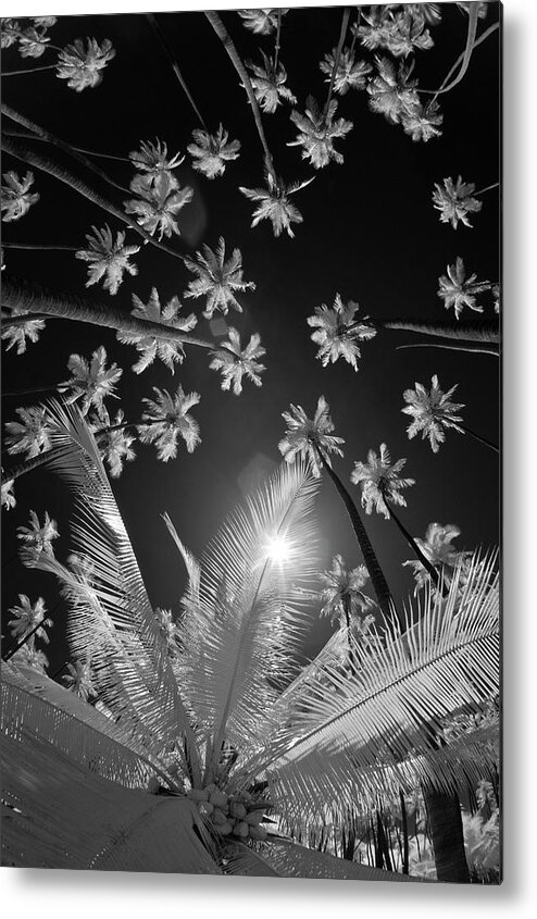 Scenics Metal Print featuring the photograph Coconut Palms In Hawaii by George Lepp