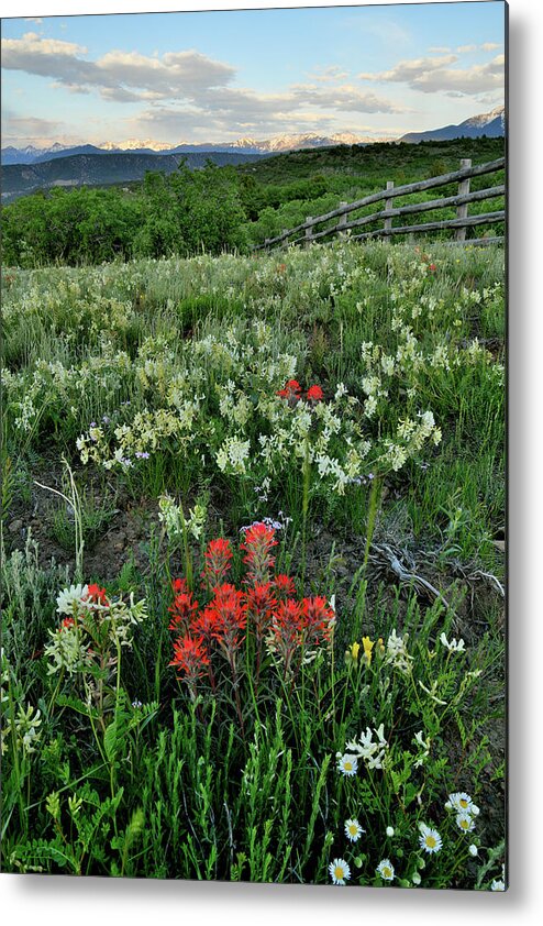 Ouray Metal Print featuring the photograph Colorado Wildflowers near Dallas Creek Road by Ray Mathis