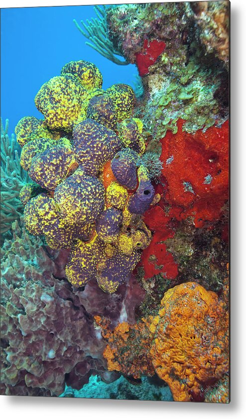 Underwater Metal Print featuring the photograph Colorful Reef With Copy Space by Jodijacobson
