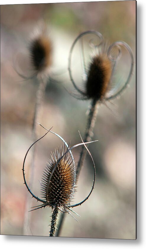 Nature Metal Print featuring the photograph Common Teasel by Christina Rollo
