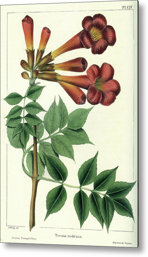 Common Trumpet Flower Metal Print featuring the drawing Common Trumpet Flower by Unknown
