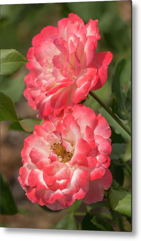 Rose Metal Print featuring the photograph Coral-and-White Roses by Dawn Cavalieri