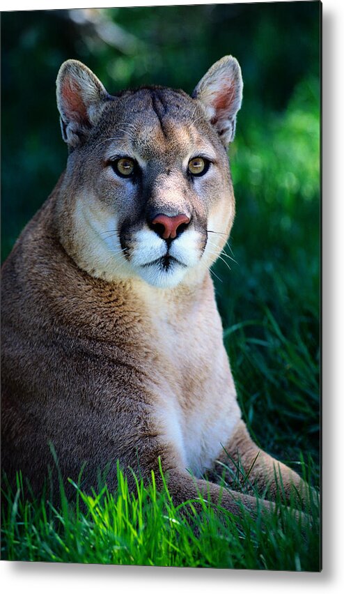 Grass Metal Print featuring the photograph Cougar Felis Concolor Resting On Grass by Art Wolfe