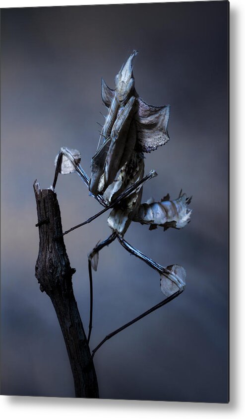 Macro Metal Print featuring the photograph Creepy by Jimmy Hoffman