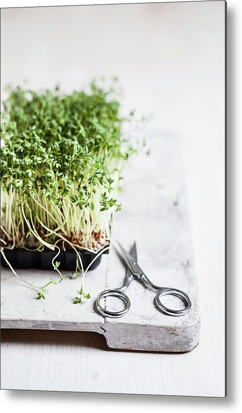 White Background Metal Print featuring the photograph Cress Lepidum Sativum In Plastic Bowl by Westend61