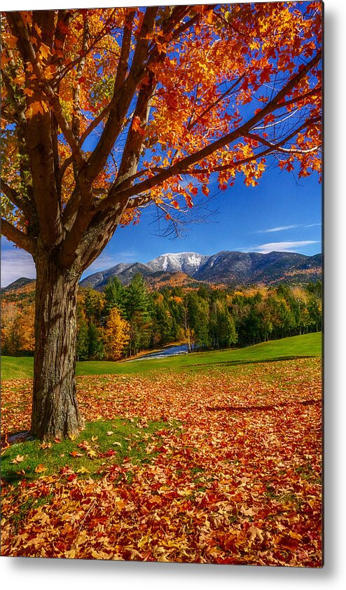 Fall Metal Print featuring the photograph Crisp Autumn Leaves by Amanda Jones