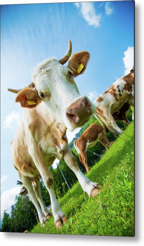 Horned Metal Print featuring the photograph Curious Cow by Azmanl