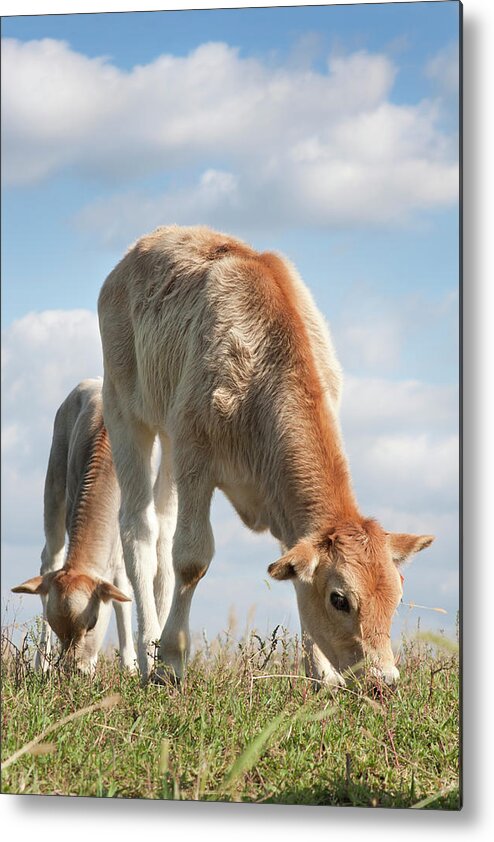Grass Metal Print featuring the photograph Cute Calves Grazing by Lissart