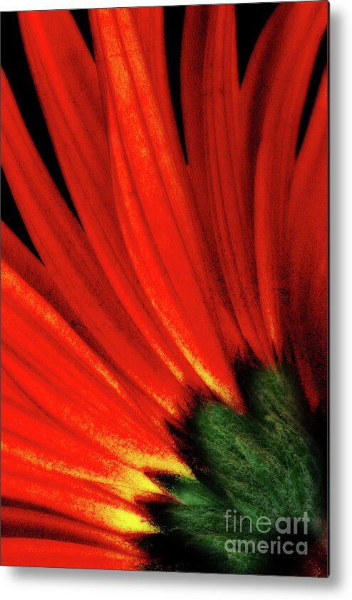 Gerbera Daisy Metal Print featuring the photograph Daisy Aflame by Anita Pollak
