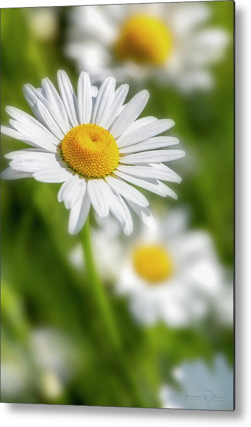 Flower Metal Print featuring the photograph Daisy Dreams by TL Wilson Photography by Teresa Wilson