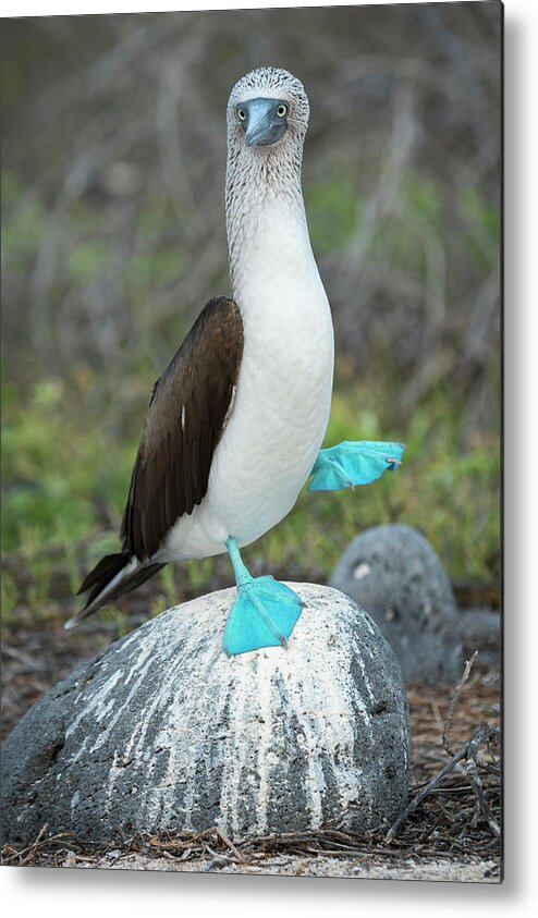 Animals Metal Print featuring the photograph Dancing Blue Footed Booby by Tui De Roy