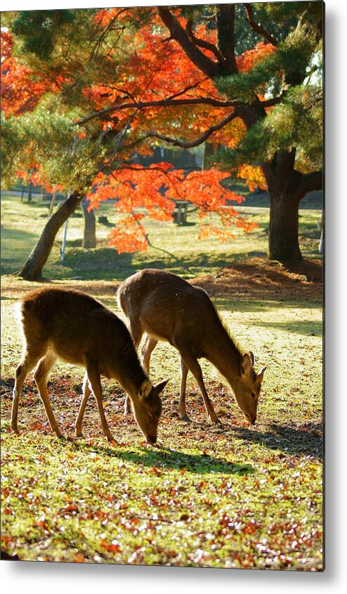 Shadow Metal Print featuring the photograph Deer And Red Leaves by Takeshi Ohtsuka