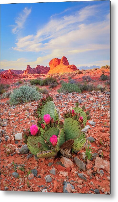 Nevada Metal Print featuring the photograph Desert Cactus Flower by Wasatch Light