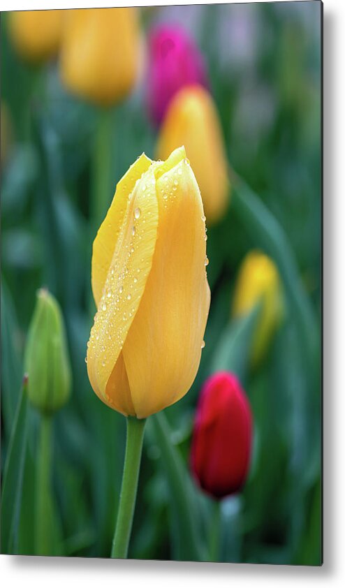 Tulips Metal Print featuring the photograph Dew Kissed Tulips by Jack Clutter
