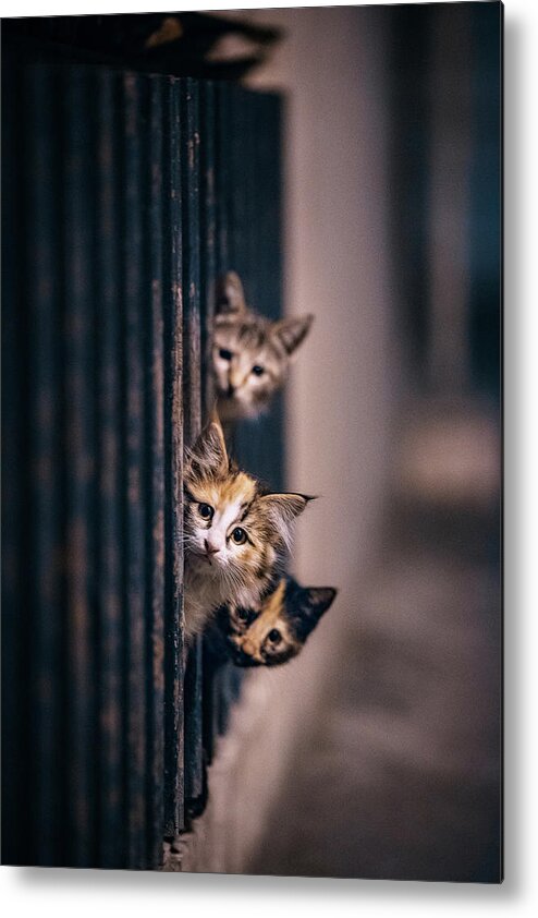 Cat Metal Print featuring the photograph Did Some One Meow..?! by Arash Shakoorzadeh Boloori