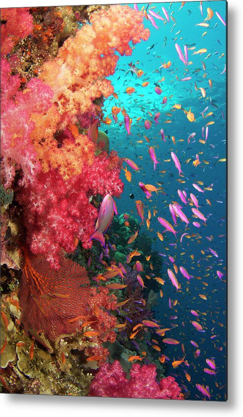 Underwater Metal Print featuring the photograph Different Types Of Fishes At The Bottom by Apsimo1