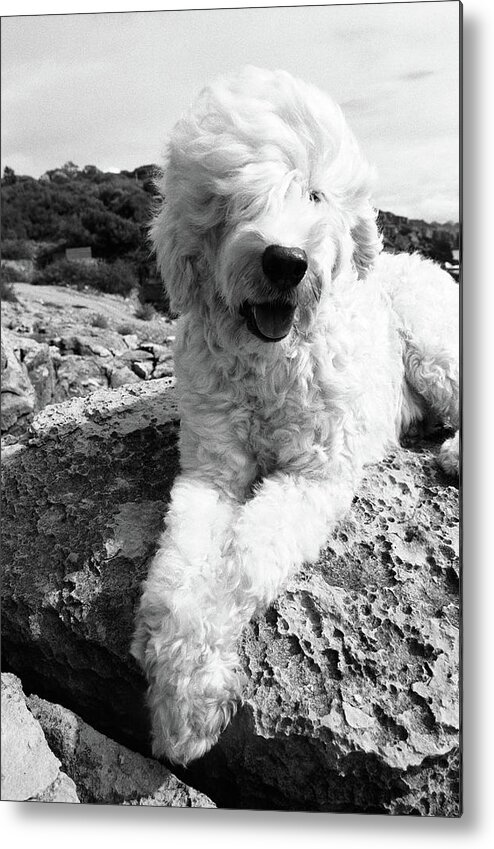 Wind Metal Print featuring the photograph Dog Sitting On Rocks, Portrait by Henry Horenstein