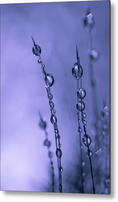 Macro Metal Print featuring the photograph Drops Of Silver by Bee Thalin