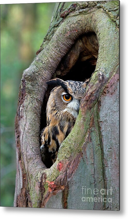 00436048 Metal Print featuring the photograph Eagle Owl Peering from Nest Cavity by Rob Reijnen