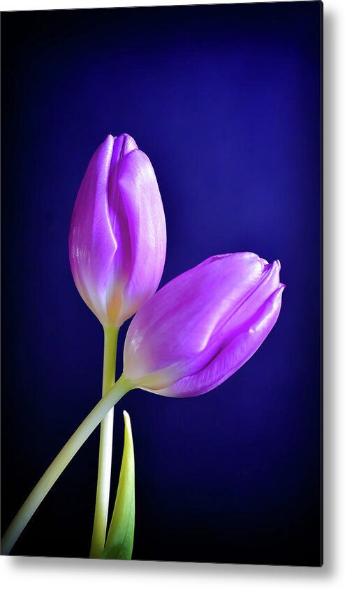 Purple Metal Print featuring the photograph Embrace by Michelle Wermuth