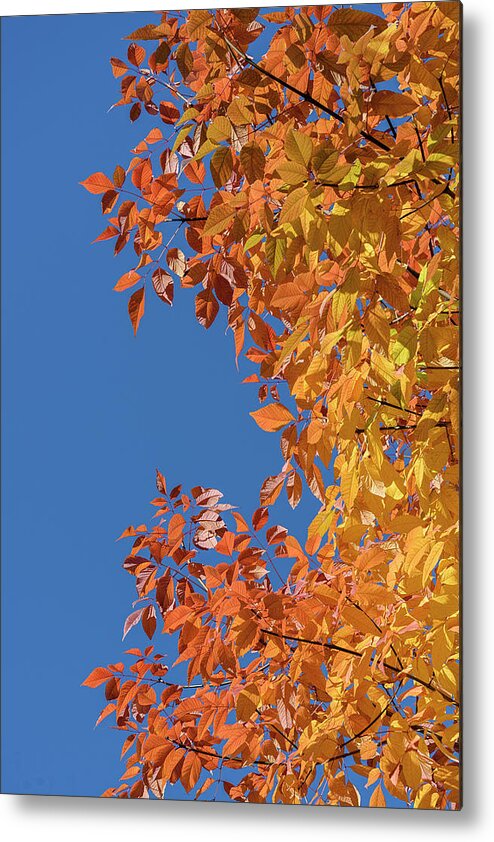 Fall Metal Print featuring the photograph Fall Colors by Steven Sparks