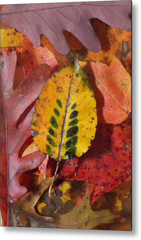 Leaves Metal Print featuring the photograph Fallen Leaves by Daniel Reed