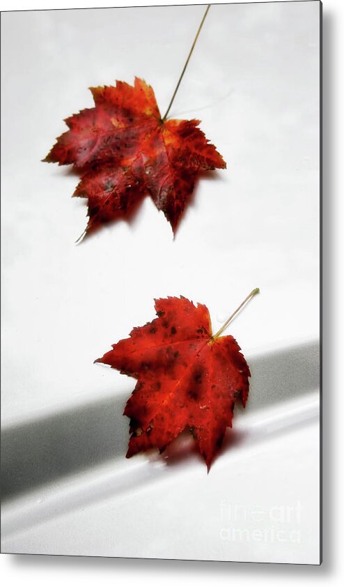 Maple Leaves Metal Print featuring the photograph Fallen Leaves by Joan Bertucci