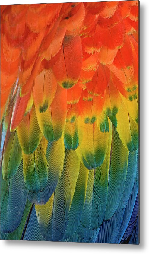 Macaw Metal Print featuring the photograph Feather Pattern, Scarlet Macaw by Adam Jones