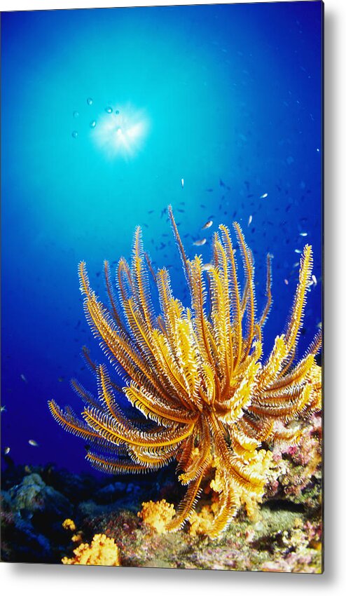 Underwater Metal Print featuring the photograph Feather Star by Ken Usami