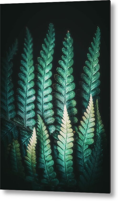 Fern Metal Print featuring the photograph Fern #14 by Philippe Sainte-Laudy