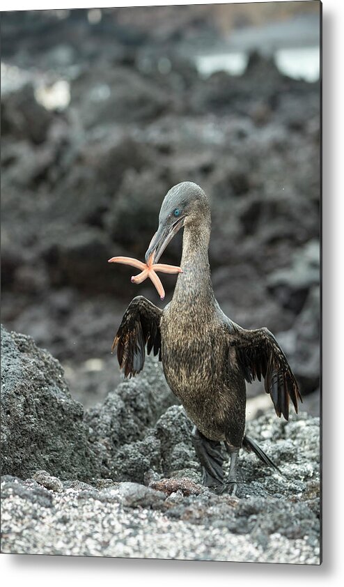 Animals Metal Print featuring the photograph Flightless Cormorant Carrying Seastar by Tui De Roy