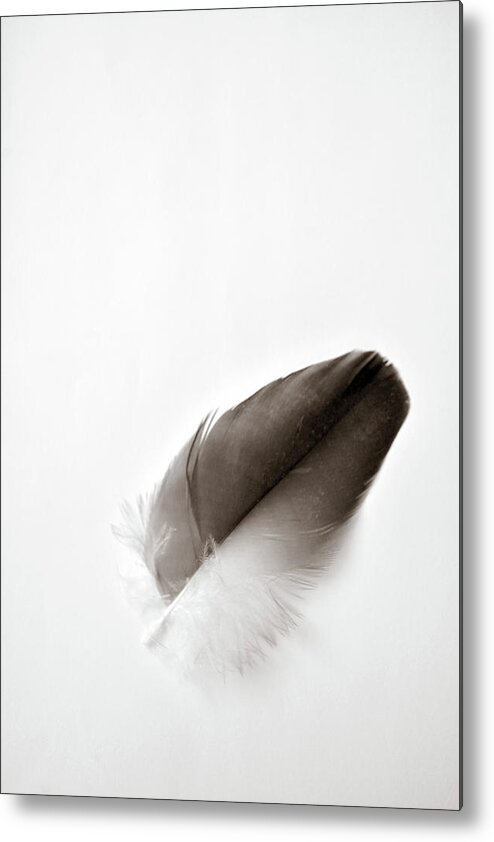 Feather Metal Print featuring the photograph Flightless by Michelle Wermuth