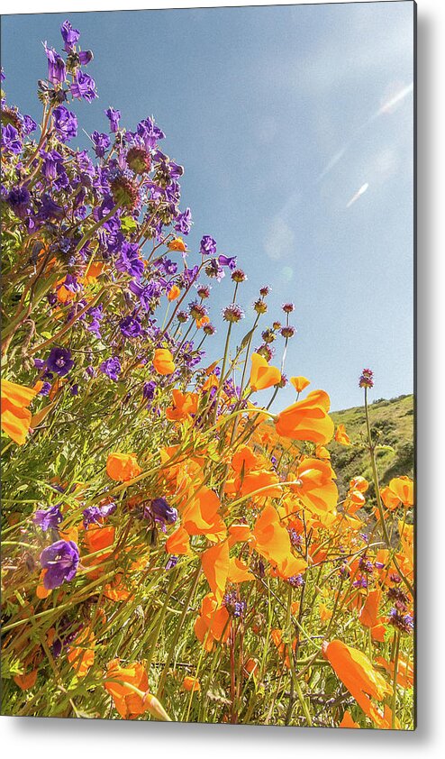 Flowers Metal Print featuring the photograph Flora 10 by Ryan Weddle