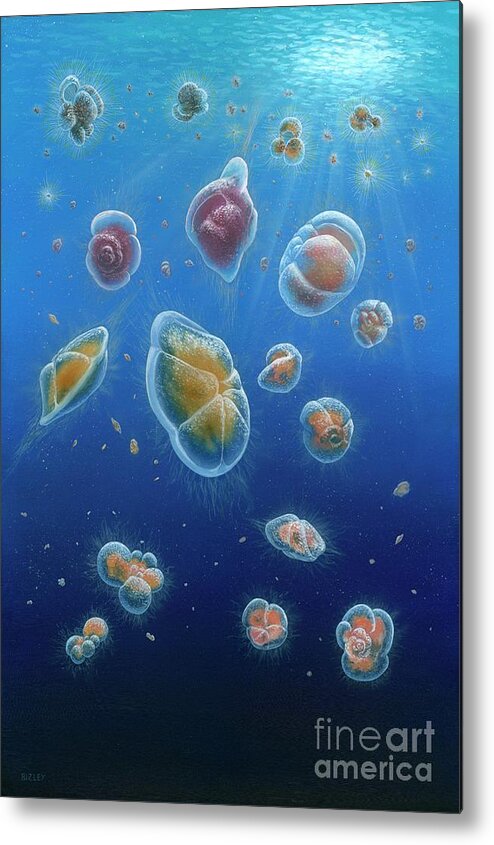 Artwork Metal Print featuring the photograph Foraminifera 4.5 Million Years Ago by Richard Bizley/science Photo Library