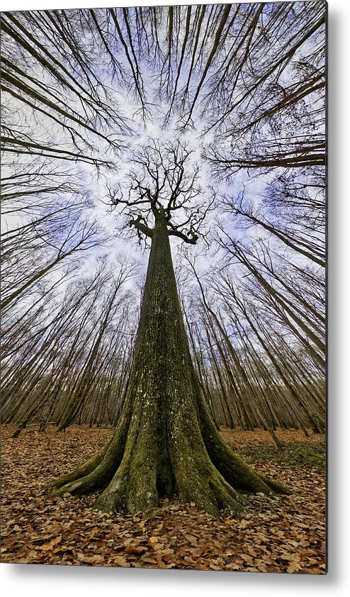 Oaktree Metal Print featuring the photograph Four Centuries Tall by Francois Casanova