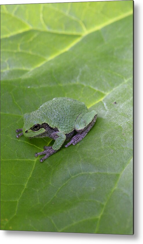 Frog Metal Print featuring the photograph Frog on Leaf by Laura Smith