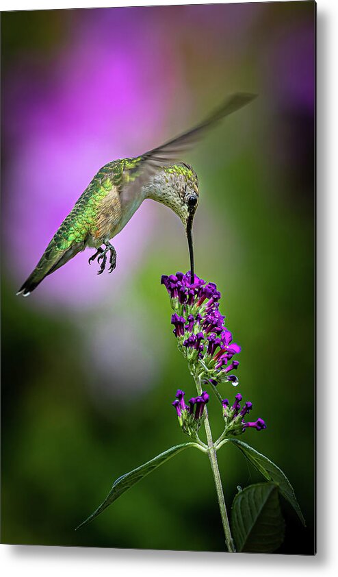 Hummingbird Metal Print featuring the photograph From the Top - Springfield MO by Allin Sorenson