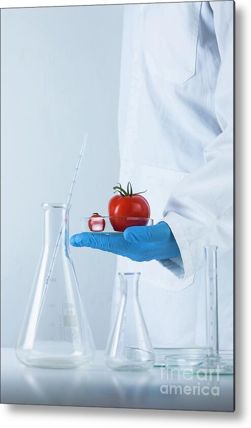 Side View Metal Print featuring the photograph Genetically Modified Food by Cristina Pedrazzini/science Photo Library
