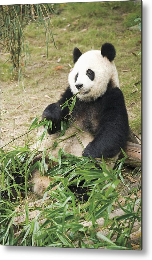 Bamboo Metal Print featuring the photograph Giant Panda Eating Bamboo Leaves, China by Gyro Photography/amanaimagesrf