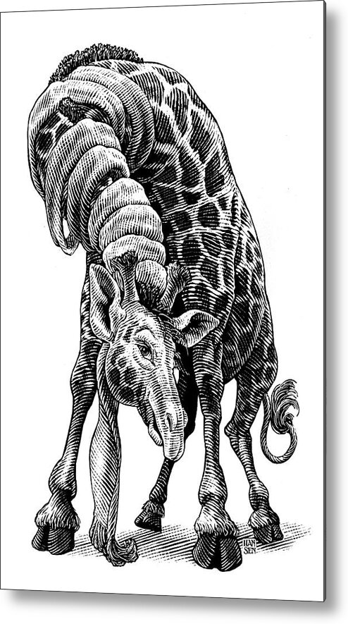 Scratchboard Metal Print featuring the drawing Giraffe by Clint Hansen