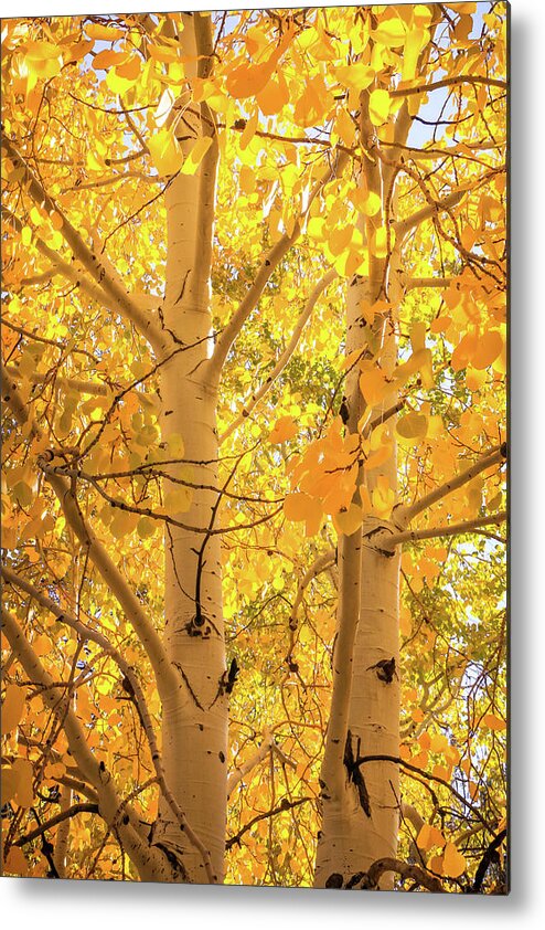 Arizona Metal Print featuring the photograph Golden Aspens in Grand Canyon, Vertical by Dawn Richards