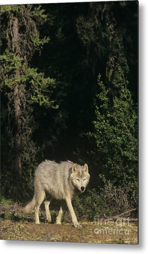 Dave Welling Metal Print featuring the photograph Gray Wolf In The Northwest Territories Canada by Dave Welling