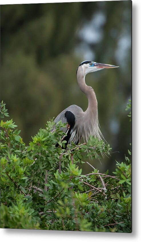 Birds Metal Print featuring the photograph Great Blue Heron Portrait by Donald Brown
