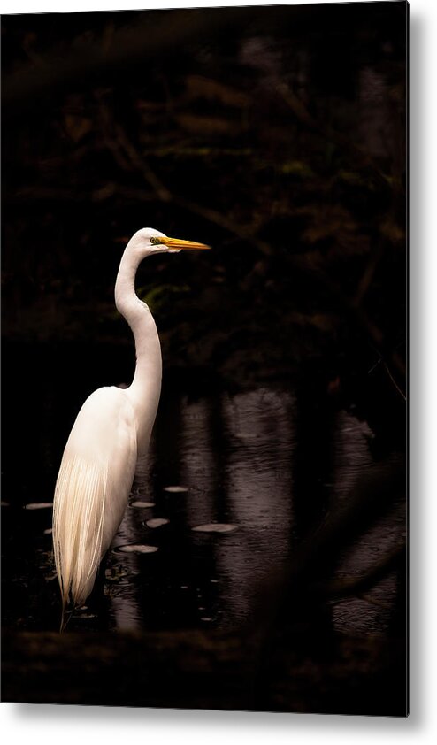 Delaware Metal Print featuring the photograph Great Egret by Michael Lawrence Photography