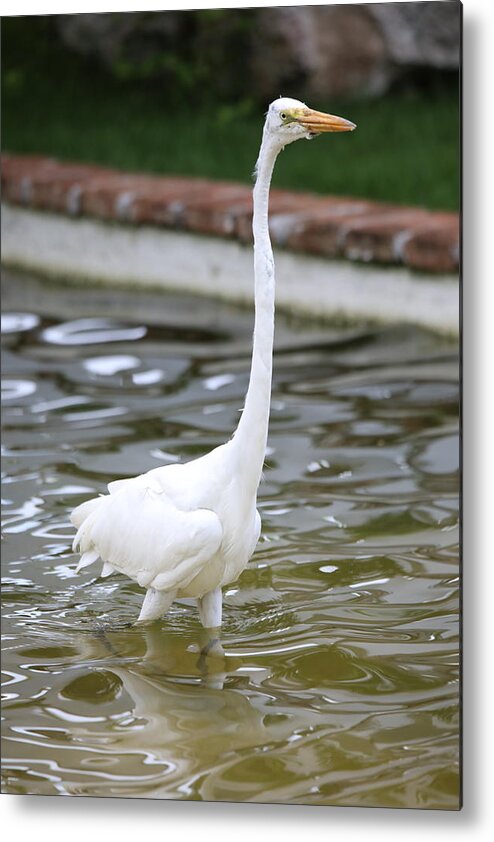 Great Egret Dominican Republic Large Bird Long Neck Graceful White Water Wildlife Metal Print featuring the photograph Great Egret by Scott Burd