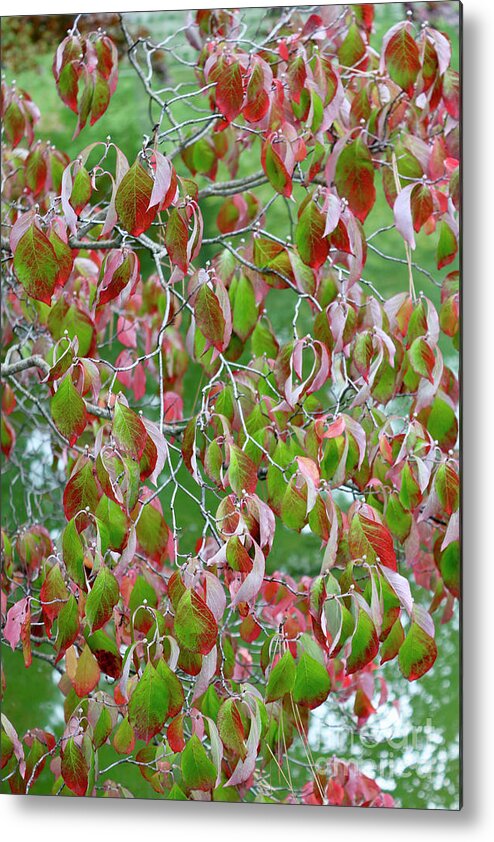 Leaves Metal Print featuring the photograph Green and Red Leaves by Carol Groenen