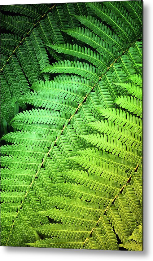 Green Plants Metal Print featuring the photograph Green Fern Closeup by Carlos Caetano