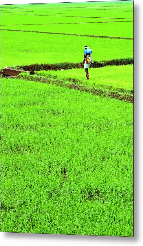 People Metal Print featuring the photograph Green Grass Earth Paddy Kerala by Anoop Negi