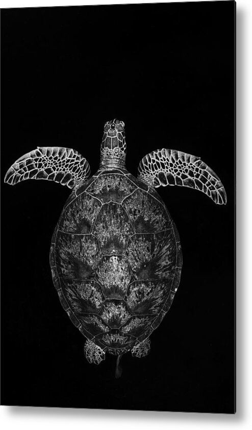 Chelonia Metal Print featuring the photograph Green Turtle On Black And White by Barathieu Gabriel